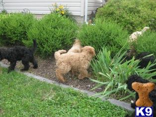 Puppies for Sale